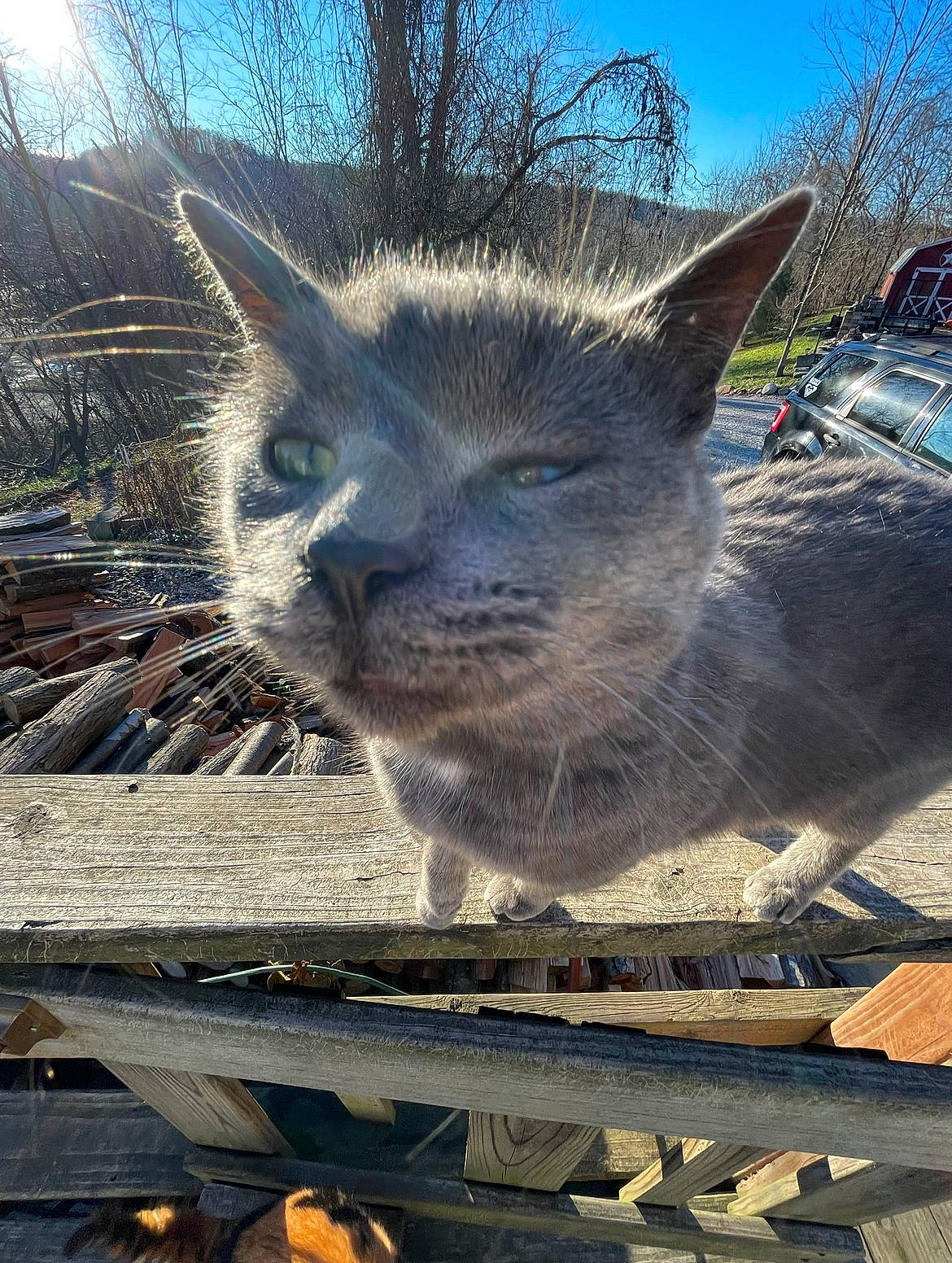 Gimpy joined the competition — help win amazing prizes! carnivore, cat, electric_blue, felidae, fur, grass, marsupial, metal, plant, roof, sky, small_to_medium_sized_cats, snout, tail, terrestrial_animal, tree, whiskers, wildlife, winter, wood