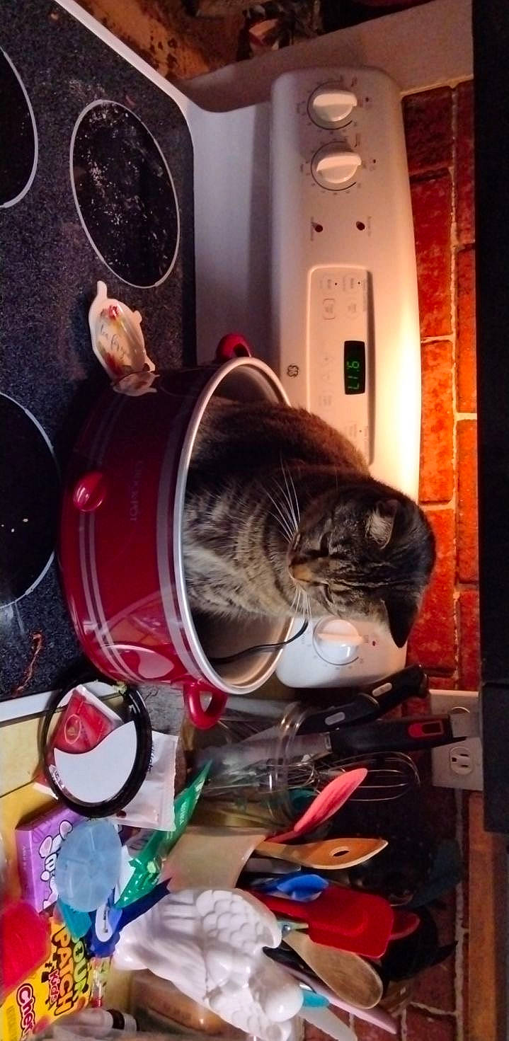 Slim-jim is registered to the contest to win money with this photo: audio_equipment, carnivore, cat, circle, domestic_short_haired_cat, eyewear, felidae, fur, kitchen_appliance, major_appliance, mechanical_fan, personal_protective_equipment, room, small_to_medium_sized_cats, tail, whiskers