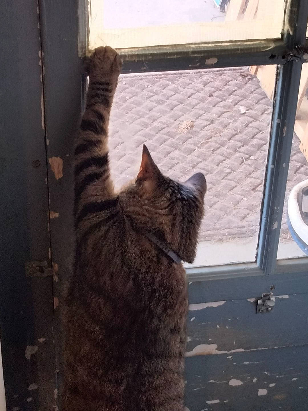 Slim-jim is registered to the contest to win money with this photo: carnivore, cat, claw, domestic_short_haired_cat, felidae, flooring, fur, shadow, small_to_medium_sized_cats, snout, tail, terrestrial_animal, tints_and_shades, tree, whiskers, window, winter, wood