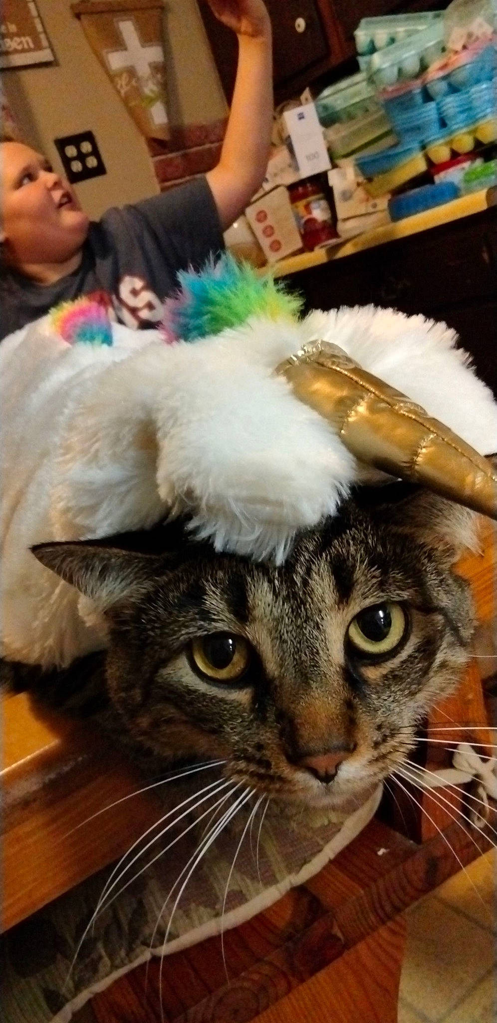 Slim-jim is registered to the contest to win money with this photo: bookcase, carnivore, cat, companion_dog, domestic_short_haired_cat, event, eyewear, fashion_accessory, fawn, felidae, fur, fur_clothing, paw, plush, room, shelf, small_to_medium_sized_cats, snout, whiskers