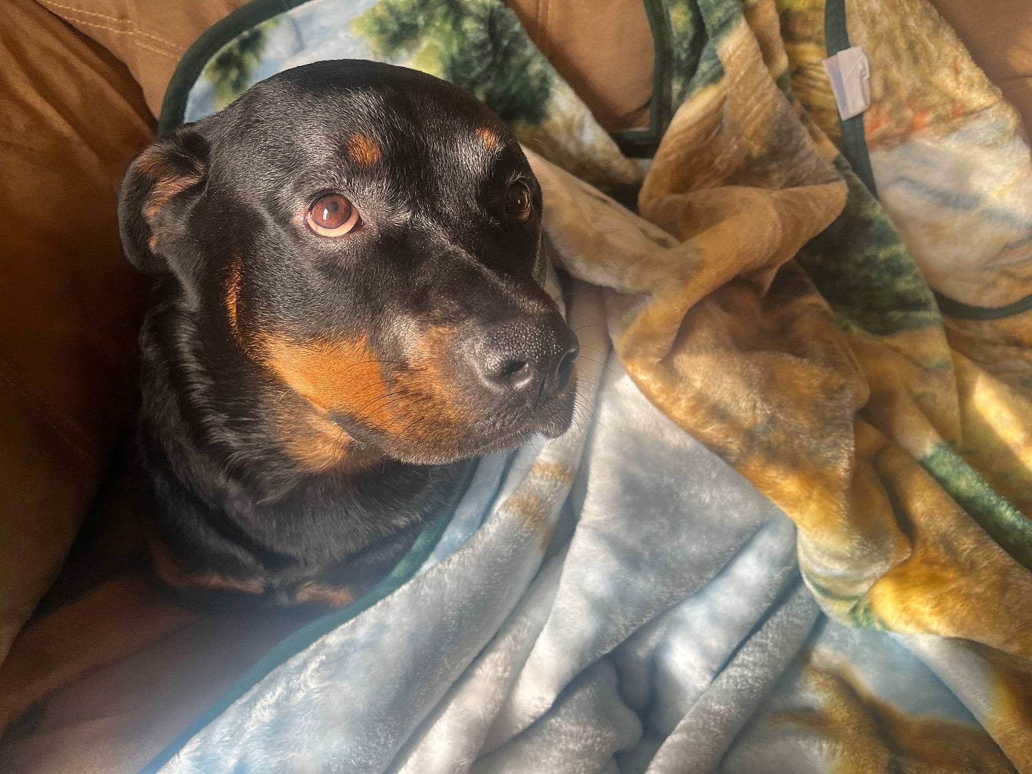 Bailey is registered to the contest to win money with this photo: austrian_black_and_tan_hound, canidae, carnivore, comfort, companion_dog, dog, dog_breed, ear, fur, guard_dog, hound, montenegrin_mountain_hound, pinscher, plant, scent_hound, snout, sporting_group, toy_dog, whiskers, working_dog