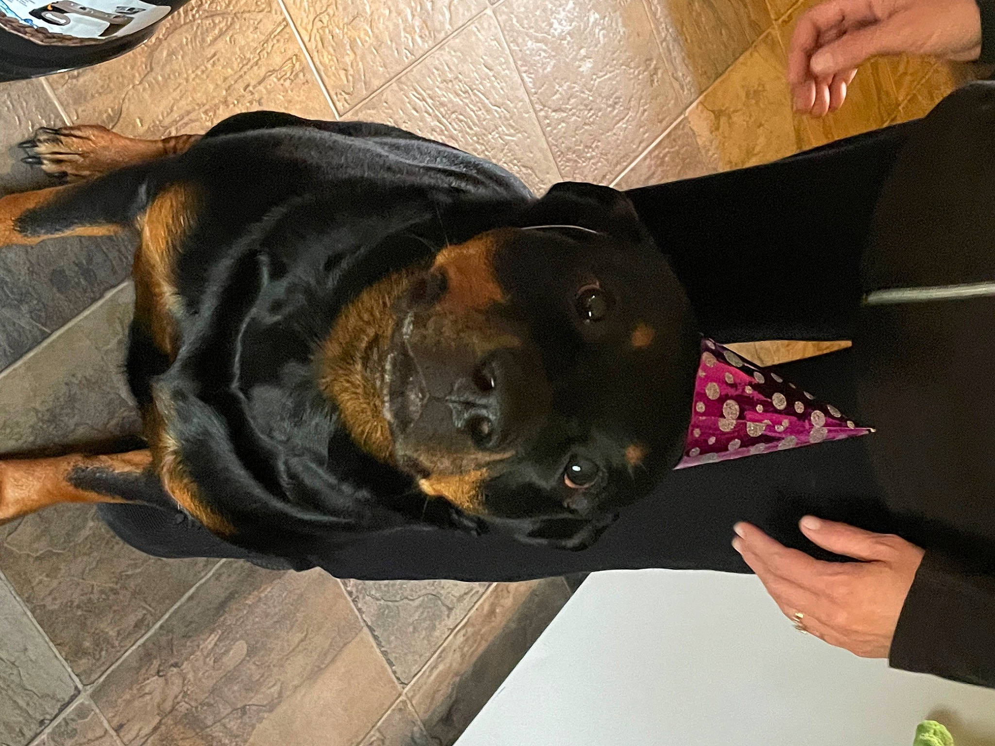 Bailey joined the competition — help win amazing prizes! canidae, carnivore, collar, comfort, companion_dog, dog, dog_breed, dog_collar, fawn, fur, guard_dog, pet_supply, rottweiler, snout, sporting_group, working_animal, working_dog