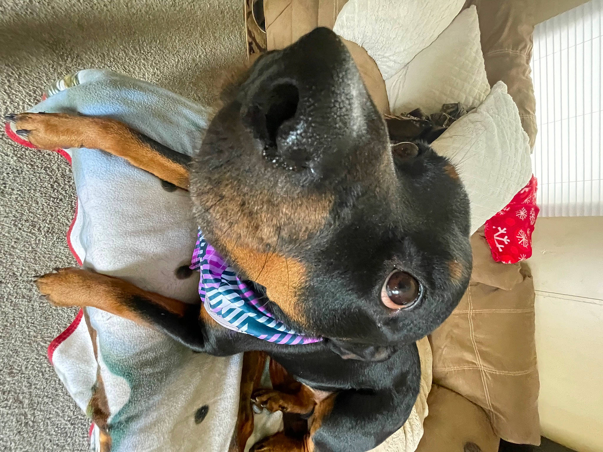 Bailey joined the competition — help win amazing prizes! canidae, carnivore, collar, comfort, companion_dog, dog, dog_breed, dog_collar, dog_supply, ear, fawn, fur, guard_dog, liver, pet_supply, snout, sporting_group, whiskers, working_animal, working_dog