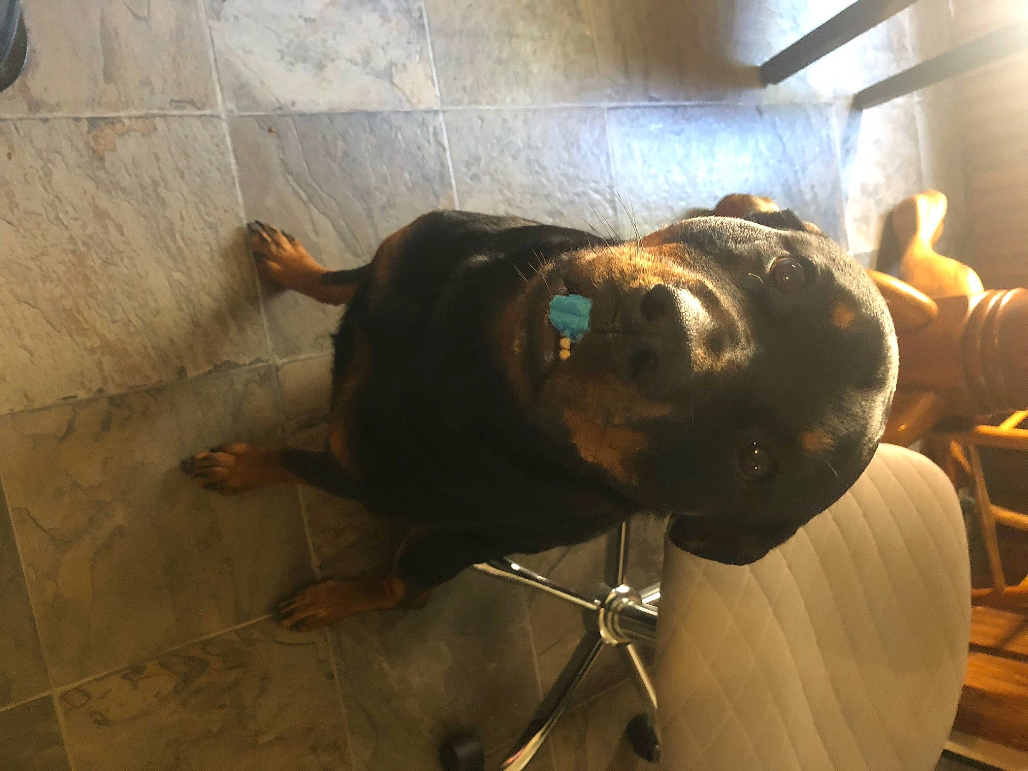 Bailey joined the competition — help win amazing prizes! canidae, carnivore, companion_dog, dog, dog_breed, ear, fawn, flooring, fur, liver, metal, personal_protective_equipment, sporting_group, tail, terrestrial_animal, whiskers, working_animal