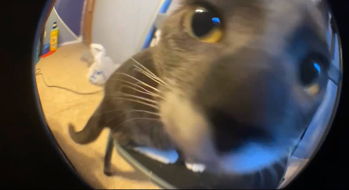 Monkey joined the competition — help win amazing prizes! carnivore, cat, cat_supply, circle, domestic_short_haired_cat, electric_blue, eyelash, fang, felidae, fur, pet_supply, photo_caption, small_to_medium_sized_cats, snout, whiskers, wildlife