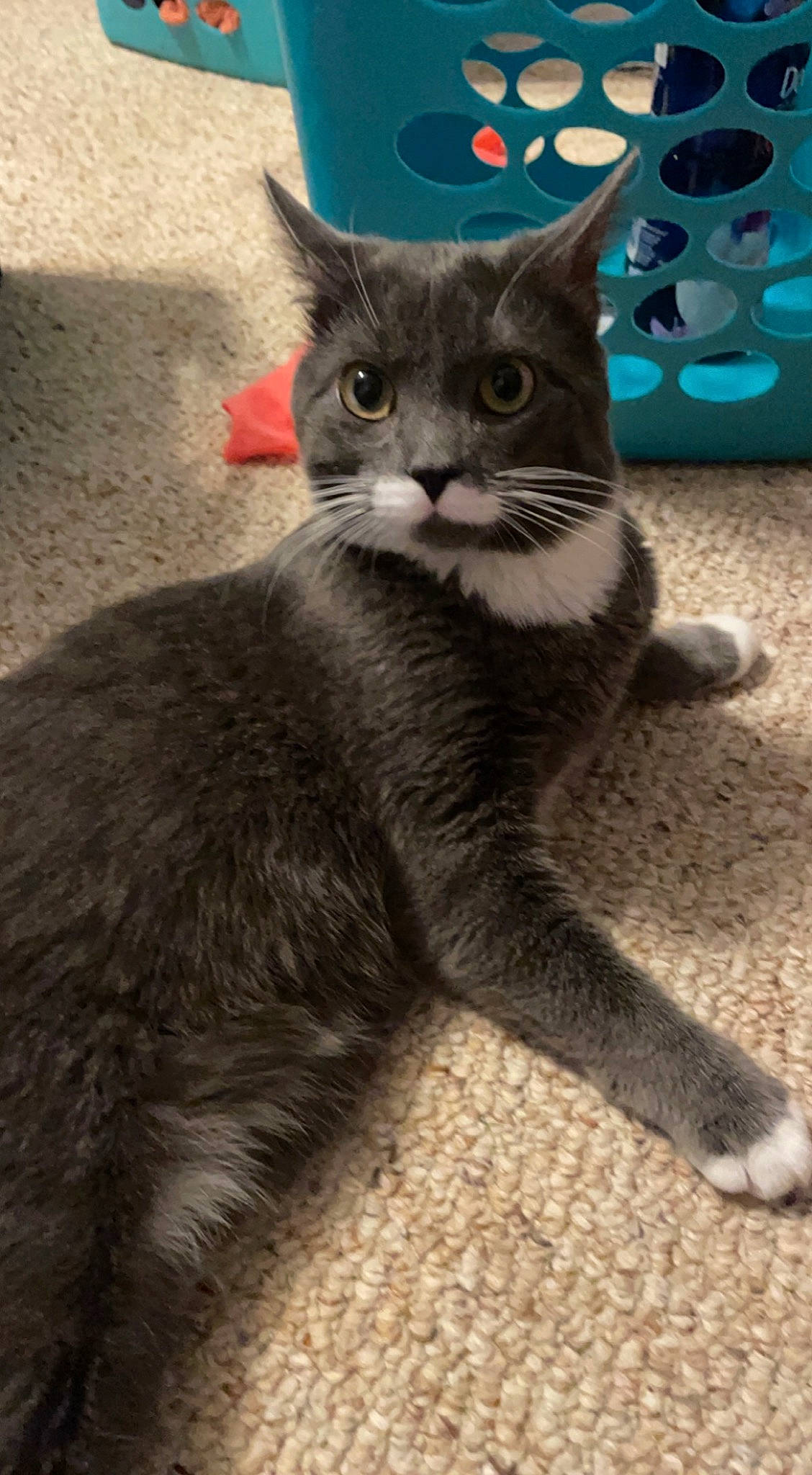 Monkey joined the competition — help win amazing prizes! carnivore, cat, claw, domestic_short_haired_cat, electric_blue, felidae, fur, grey, paw, photo_caption, sitting, small_to_medium_sized_cats, snout, tail, whiskers, window