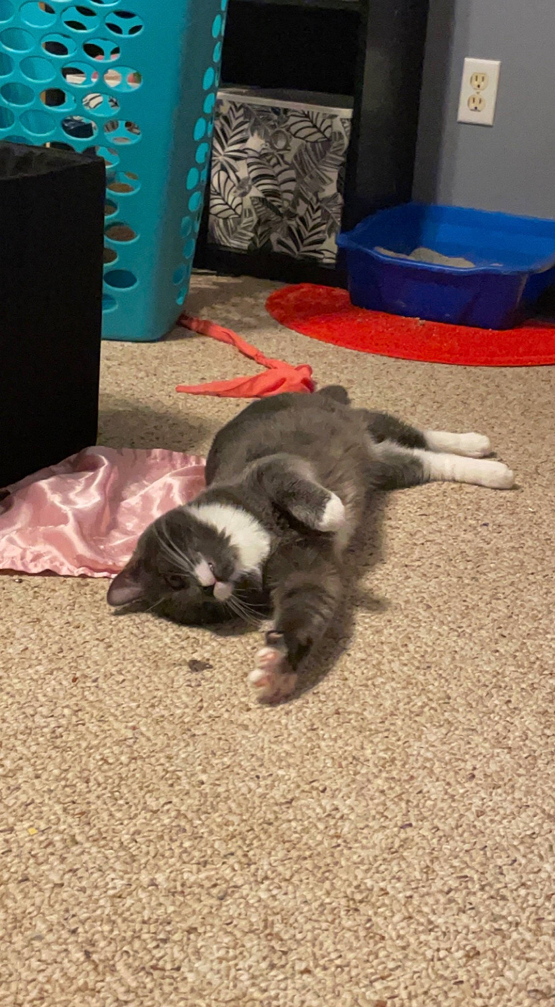 Monkey joined the competition — help win amazing prizes! blue, carnivore, carpet, cat, comfort, dog_breed, domestic_short_haired_cat, felidae, flooring, fur, grey, paw, small_to_medium_sized_cats, sporting_group, tail, whiskers