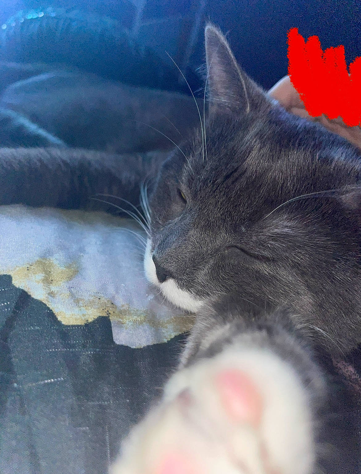 Monkey is registered to the contest to win money with this photo: carmine, carnivore, cat, claw, close_up, cloud, comfort, domestic_short_haired_cat, electric_blue, felidae, fur, gesture, grey, nap, paw, russian_blue, small_to_medium_sized_cats, snout, tail, whiskers