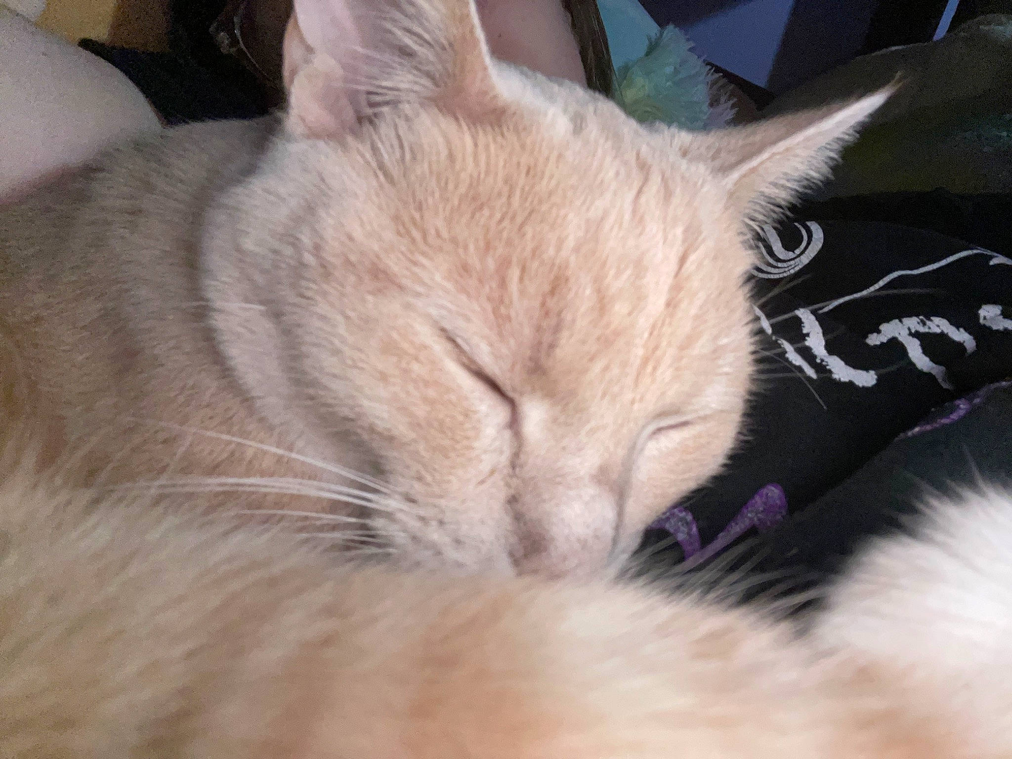 Rudy is registered to the contest to win money with this photo: balinese, carnivore, cat, cat_bed, cat_supply, claw, comfort, domestic_short_haired_cat, ear, fawn, felidae, fur, linens, nap, paw, sleep, small_to_medium_sized_cats, snout, tail, whiskers