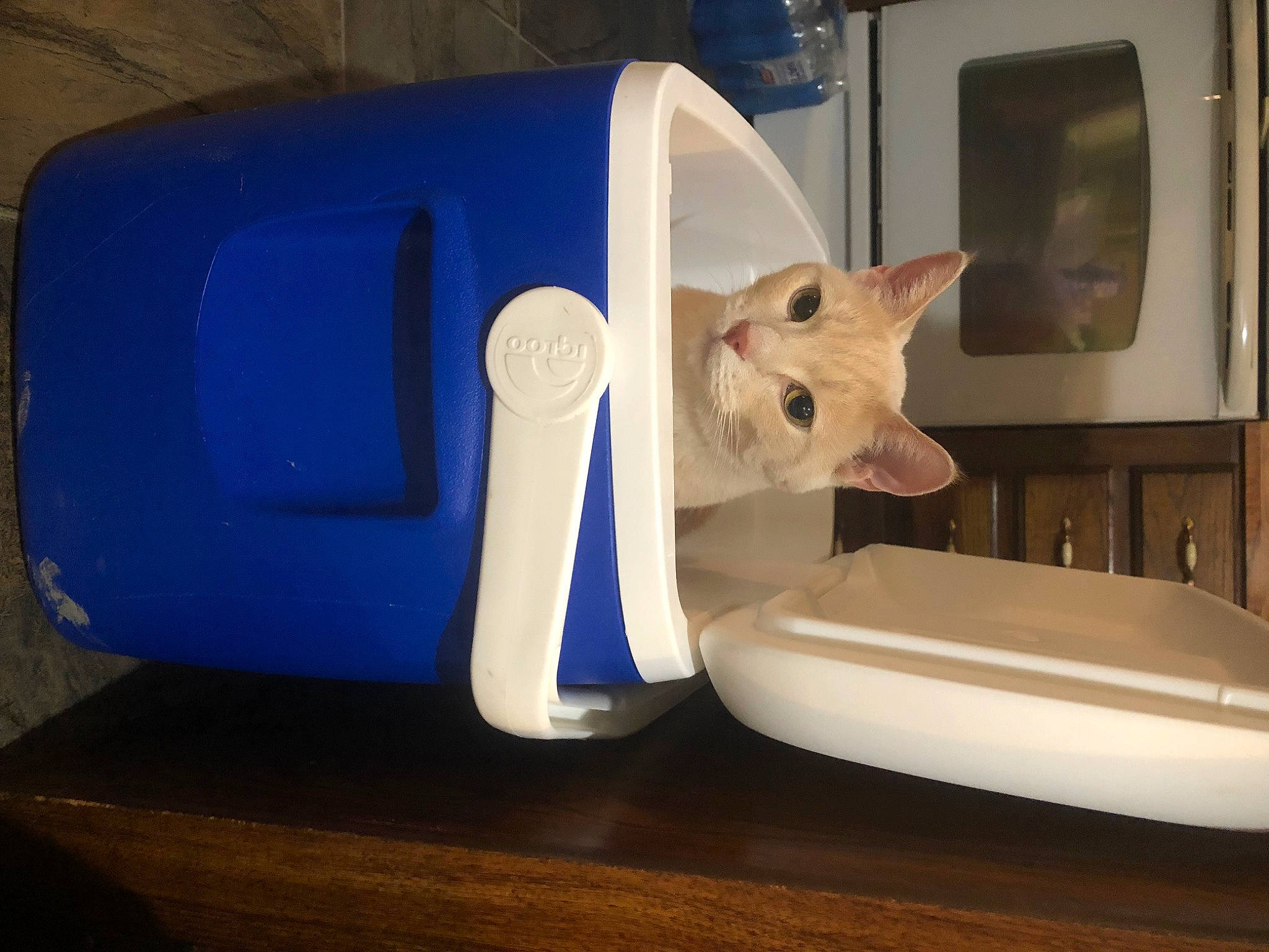 Rudy is registered to the contest to win money with this photo: bench, carnivore, cat, chair, comfort, couch, electric_blue, felidae, flooring, hardwood, household_supply, paper_product, plastic, plywood, room, shelf, small_to_medium_sized_cats, tail, whiskers, wood