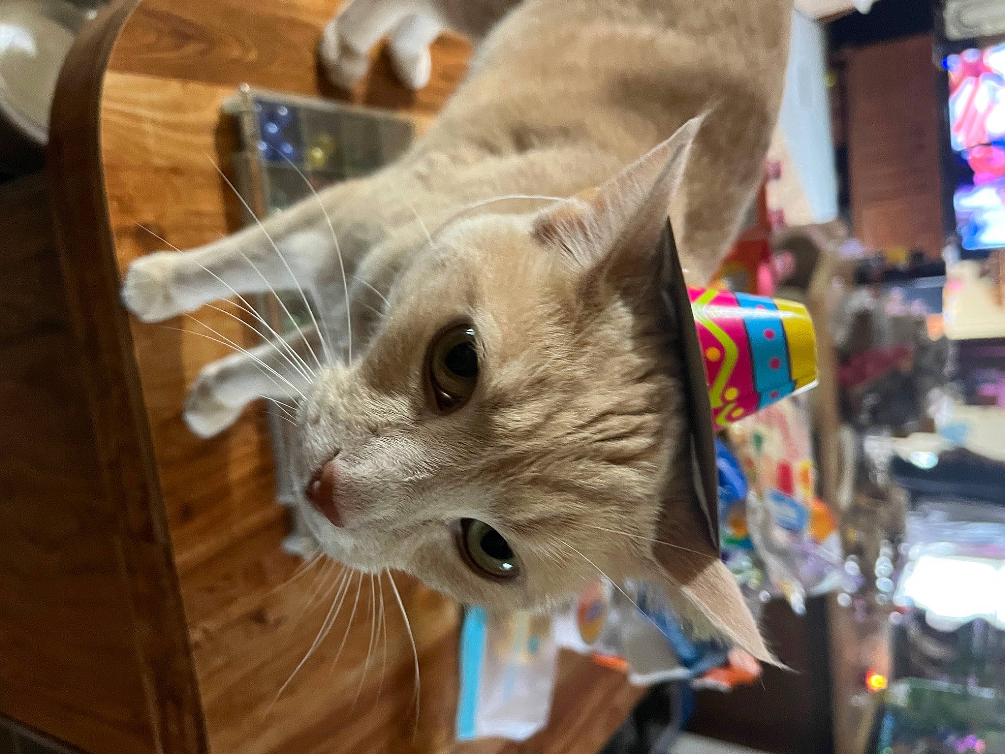 Rudy joined the competition — help win amazing prizes! art, basket, carnivore, cat, collar, domestic_short_haired_cat, event, fawn, felidae, fur, kitchen_utensil, small_to_medium_sized_cats, snout, whiskers, wood