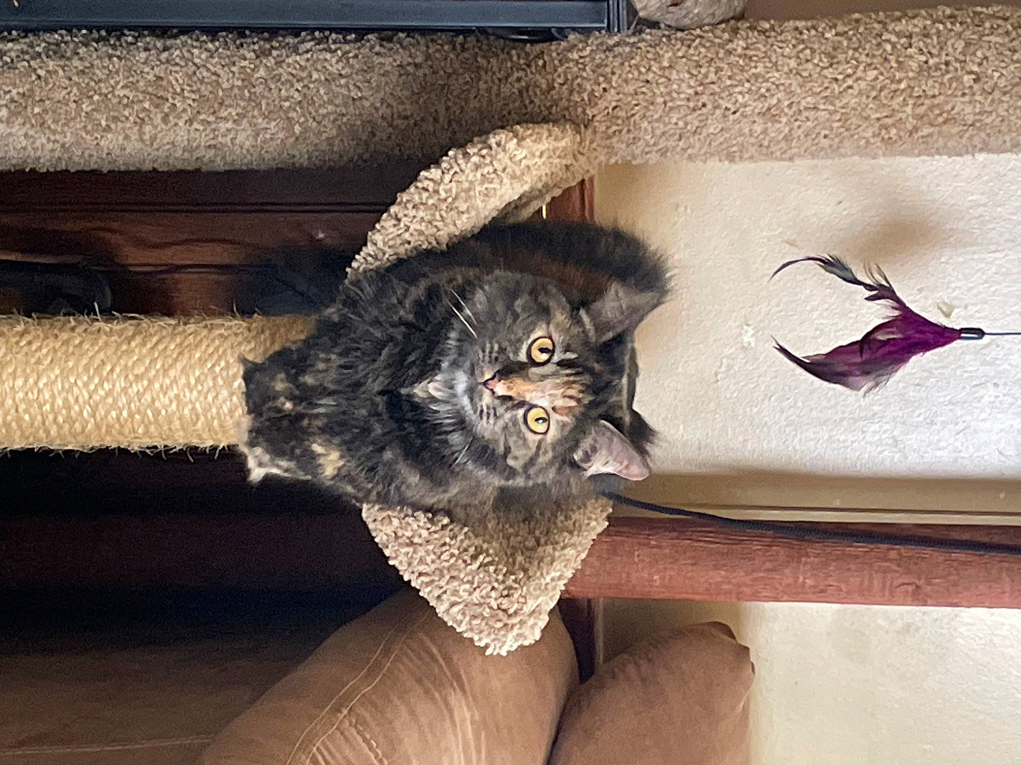 Jack joined the competition — help win amazing prizes! carnivore, cat, comfort, fashion_accessory, fawn, feather, felidae, fur, glasses, grey, metal, owl, room, small_to_medium_sized_cats, snout, tail, terrestrial_animal, tints_and_shades, whiskers, wood
