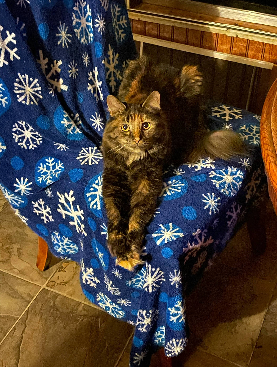 Jack joined the competition — help win amazing prizes! carnivore, cat, chair, comfort, couch, domestic_short_haired_cat, drawer, electric_blue, felidae, flooring, fur, human_leg, linens, pattern, plant, small_to_medium_sized_cats, tail, tree, whiskers, wood