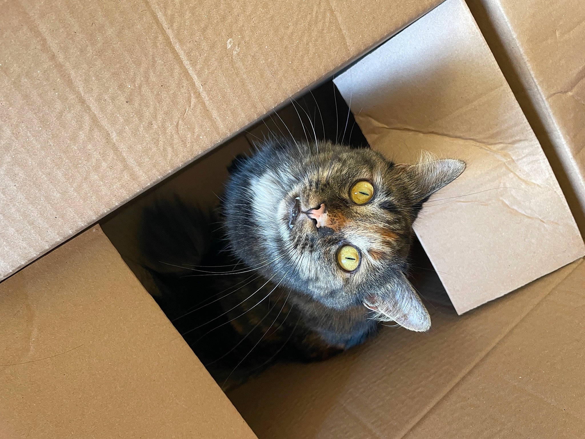 Jack is registered to the contest to win money with this photo: animal_shelter, box, cardboard, carnivore, carton, cat, domestic_short_haired_cat, felidae, floor, flooring, fur, grey, hardwood, room, shipping_box, small_to_medium_sized_cats, snout, tail, whiskers, wood
