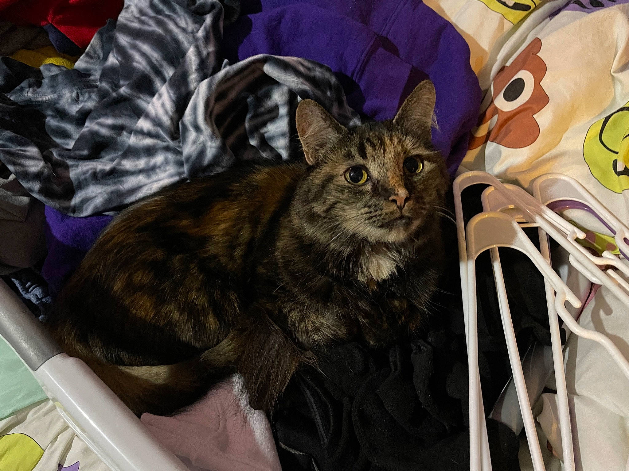 Jack is registered to the contest to win money with this photo: bag, carnivore, cat, claw, comfort, domestic_short_haired_cat, felidae, fur, hat, linens, pattern, small_to_medium_sized_cats, tail, whiskers, wildlife