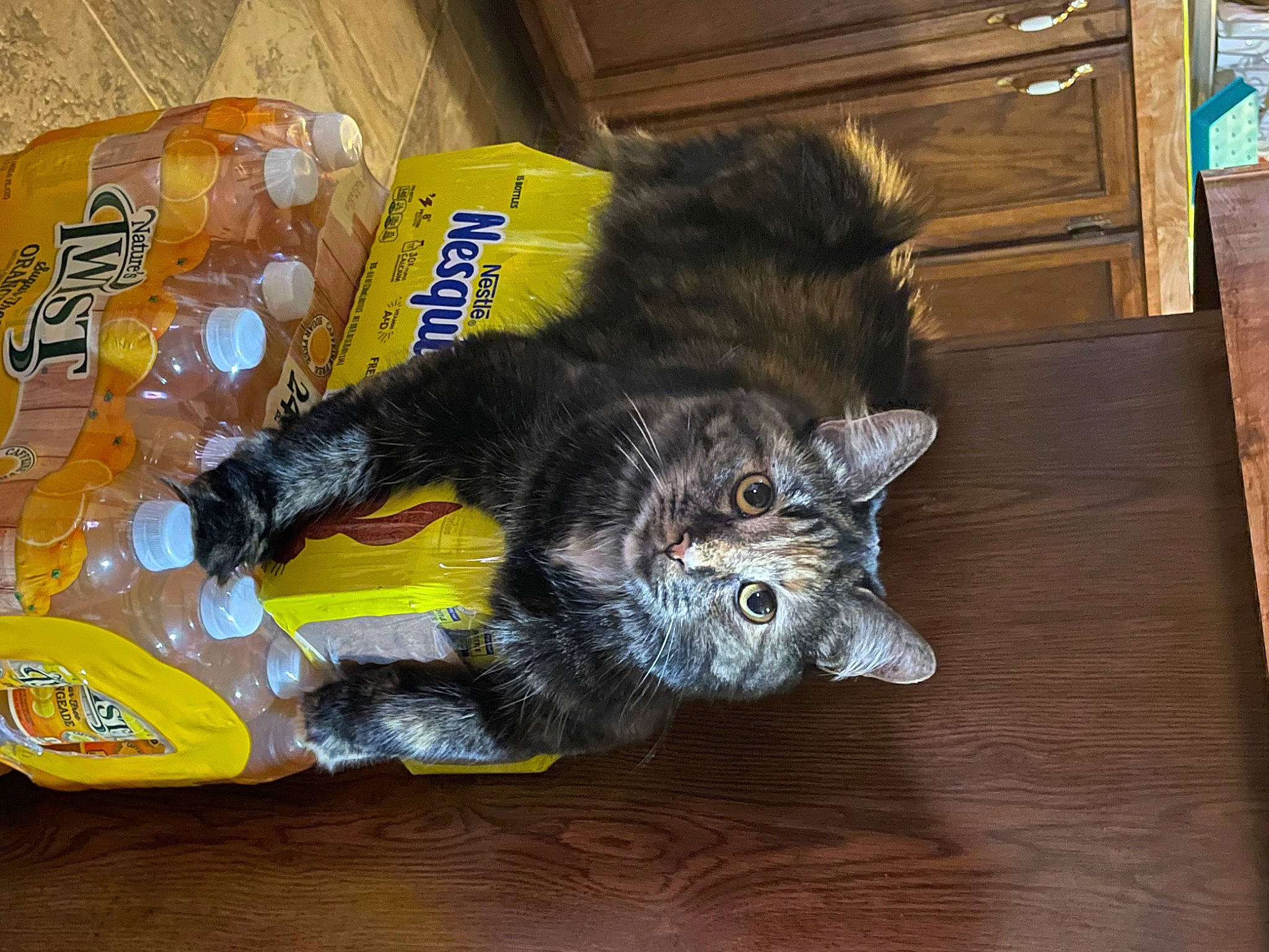 Jack joined the competition — help win amazing prizes! black_cat, box, cabinetry, carnivore, cat, cat_supply, cat_toy, claw, comfort, domestic_short_haired_cat, felidae, flooring, fur, hardwood, paw, small_to_medium_sized_cats, tail, whiskers, wood, wood_stain