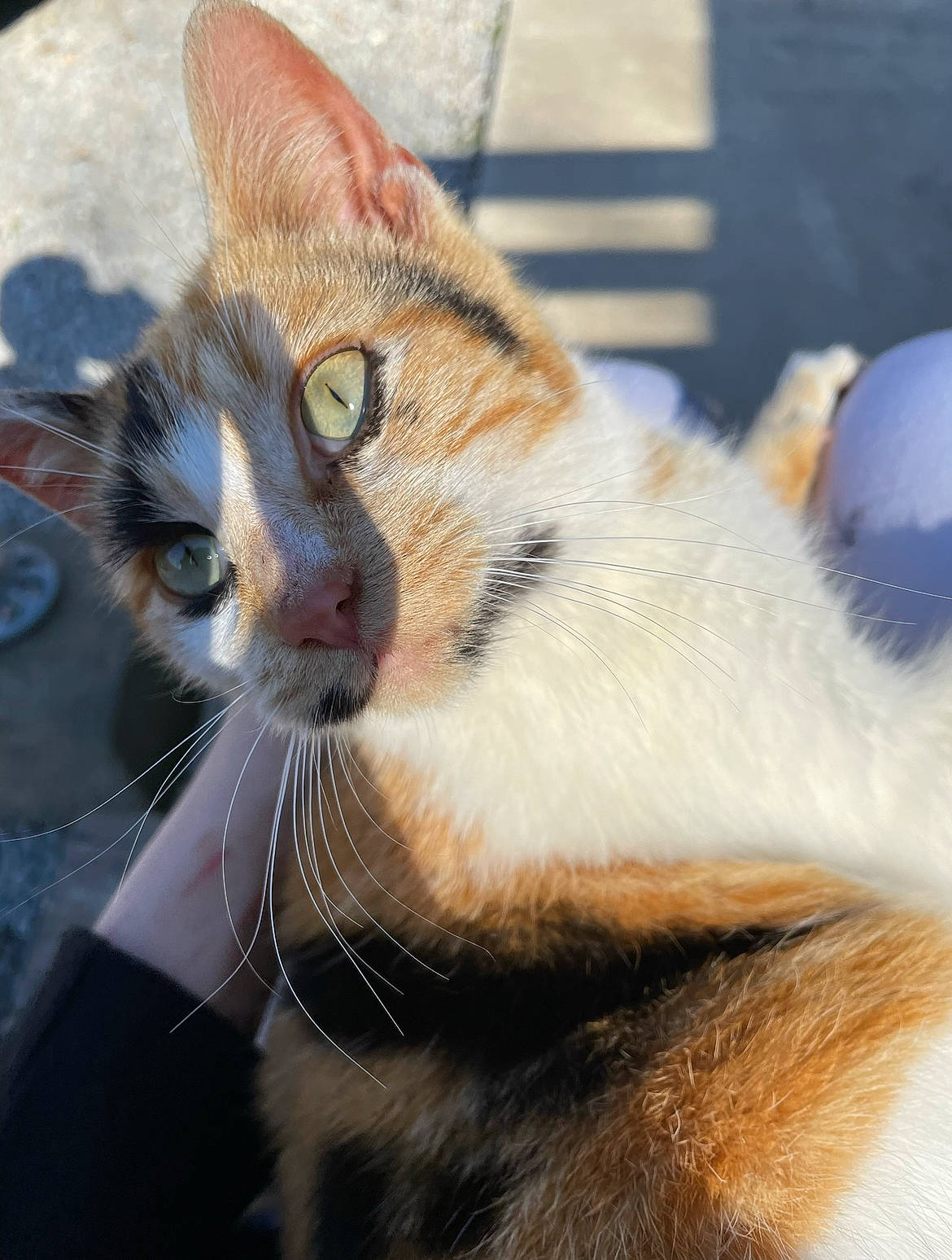 Barbra is registered to the contest to win money with this photo: carnivore, cat, close_up, domestic_short_haired_cat, felidae, fur, sitting, small_to_medium_sized_cats, snout, terrestrial_animal, tree, whiskers, wildlife, window