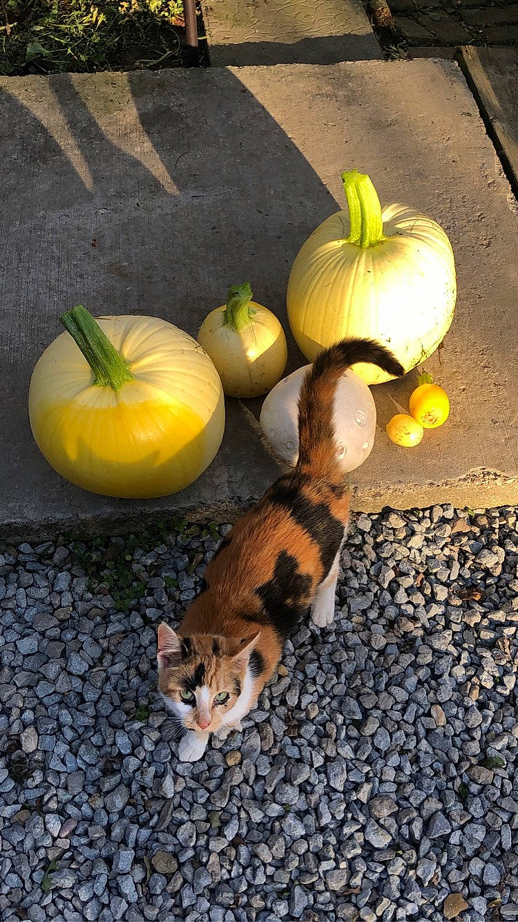 Barbra is registered to the contest to win money with this photo: botany, calabaza, carnivore, cat, felidae, flowerpot, food, fruit, gourd, grass, houseplant, natural_foods, plant, produce, pumpkin, tail, vegetable, whole_food, winter_squash, wood