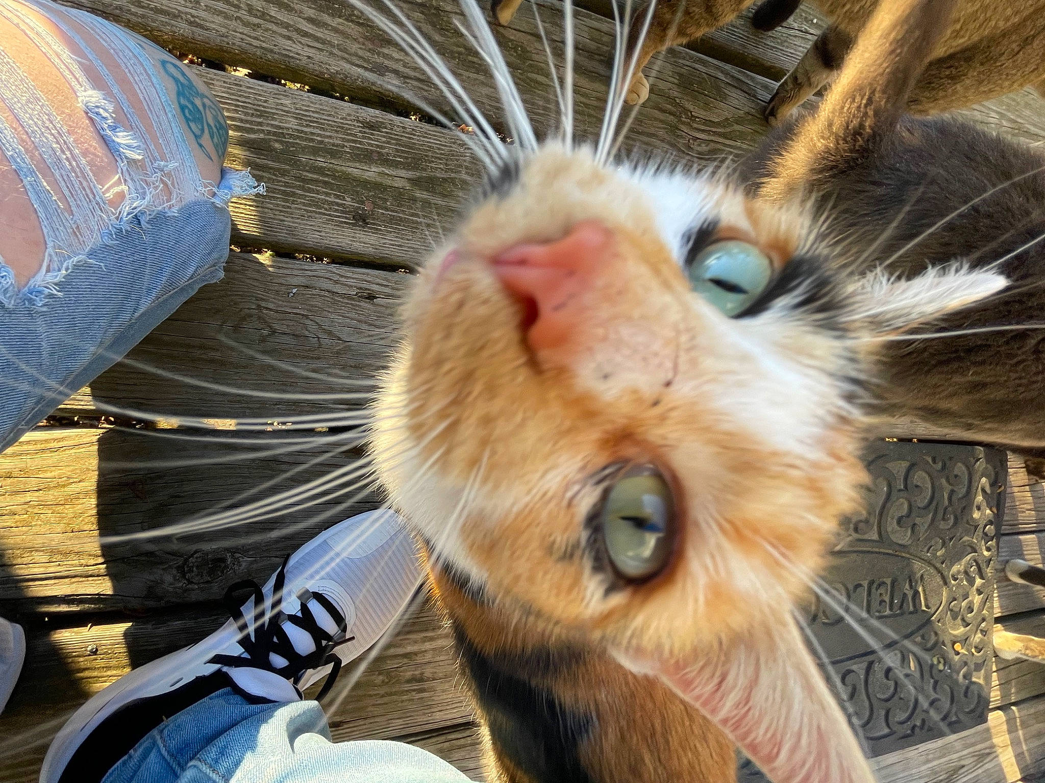 Barbra is registered to the contest to win money with this photo: animal_shelter, carnivore, cat, claw, comfort, domestic_short_haired_cat, ear, electric_blue, eye, fawn, felidae, fur, nose, paw, small_to_medium_sized_cats, snout, tail, terrestrial_animal, whiskers, wildlife