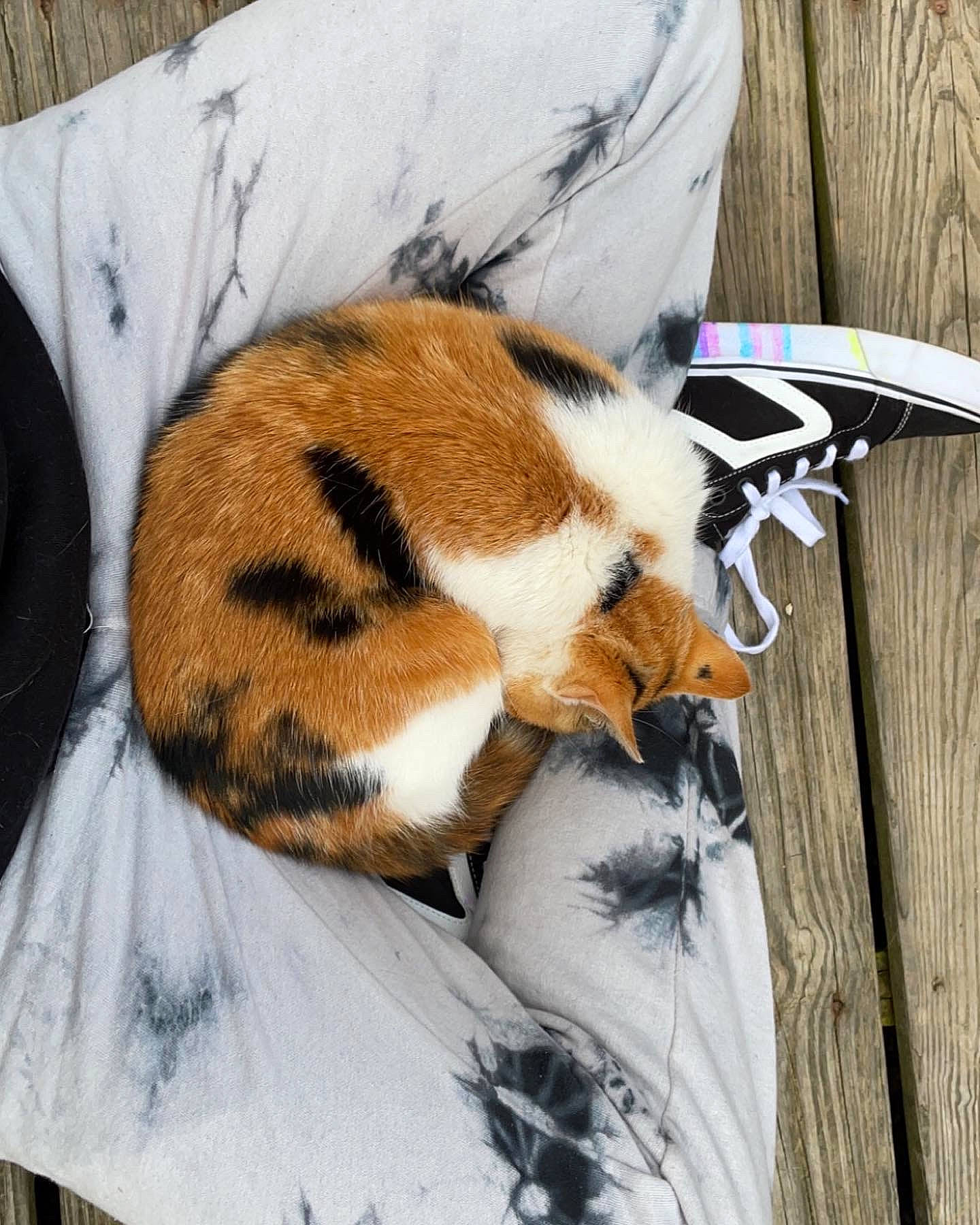 Barbra is registered to the contest to win money with this photo: bengal_tiger, carnivore, cat, claw, comfort, companion_dog, domestic_short_haired_cat, fawn, felidae, fur, linens, paw, plant, small_to_medium_sized_cats, snout, tail, terrestrial_animal, vertebrate, whiskers, wood