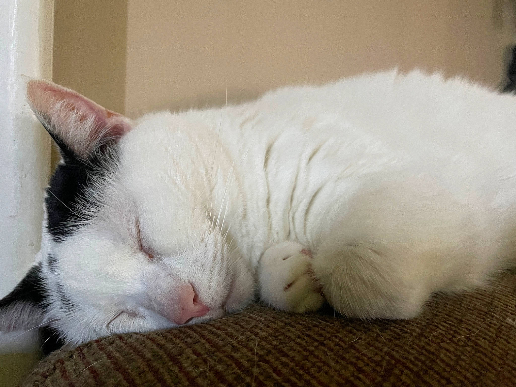 Avery joined the competition — help win amazing prizes! carnivore, cat, cat_supply, claw, comfort, domestic_short_haired_cat, felidae, flooring, fur, nap, paw, sleep, small_to_medium_sized_cats, snout, tail, terrestrial_animal, whiskers