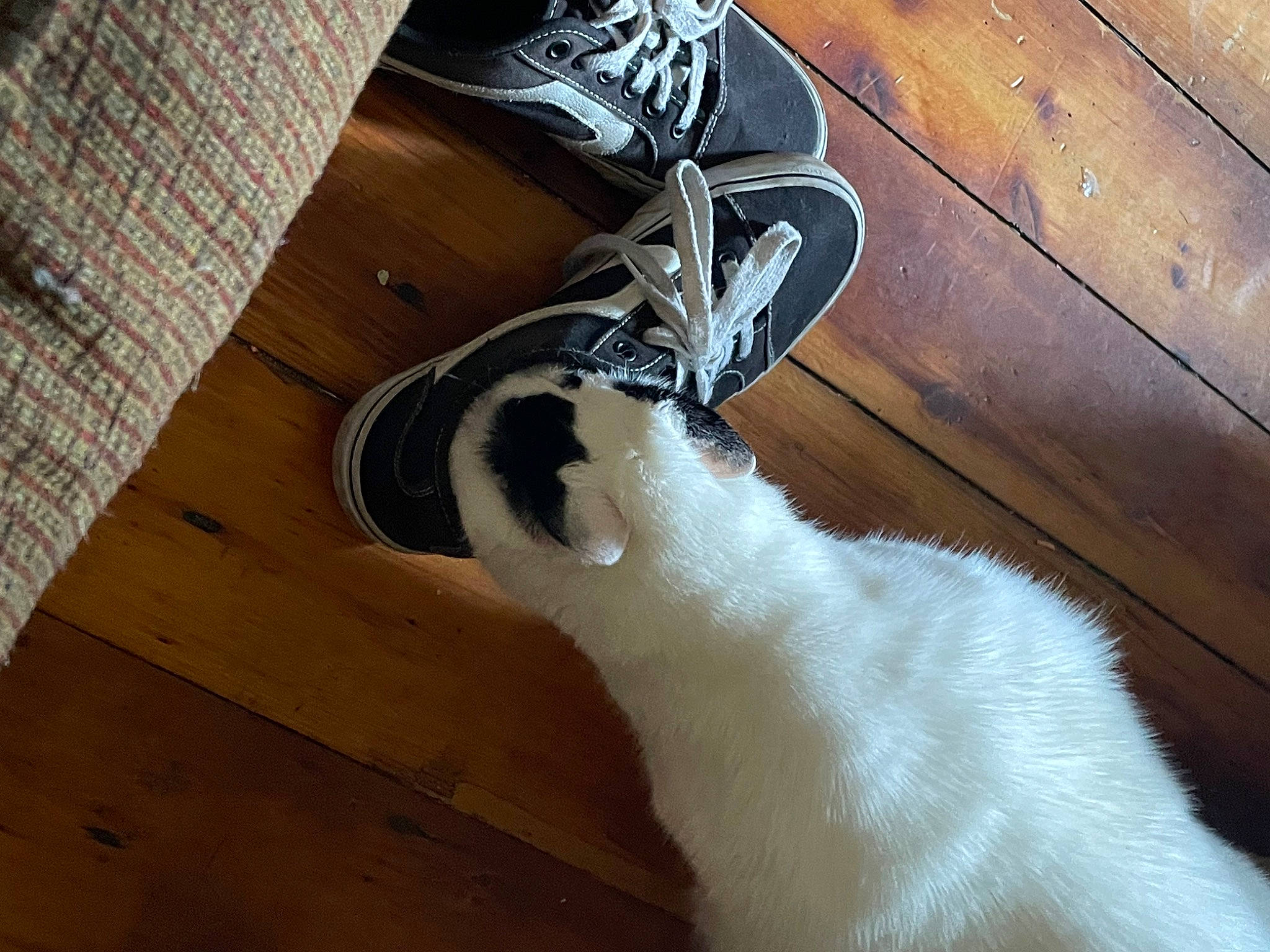 Avery joined the competition — help win amazing prizes! carmine, carnivore, cat, comfort, domestic_short_haired_cat, fawn, felidae, flooring, fur, hardwood, human_leg, paw, plywood, small_to_medium_sized_cats, tail, tints_and_shades, walking_shoe, whiskers, wood, wood_stain