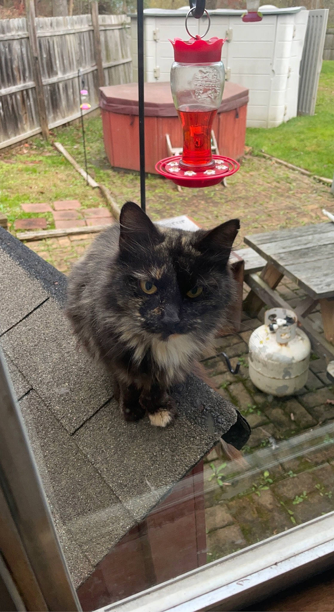 Mittens is registered to the contest to win money with this photo: black_cat, british_longhair, carnivore, cat, domestic_short_haired_cat, felidae, flooring, fur, grey, hardwood, pet_supply, sitting, small_to_medium_sized_cats, tail, terrestrial_animal, whiskers