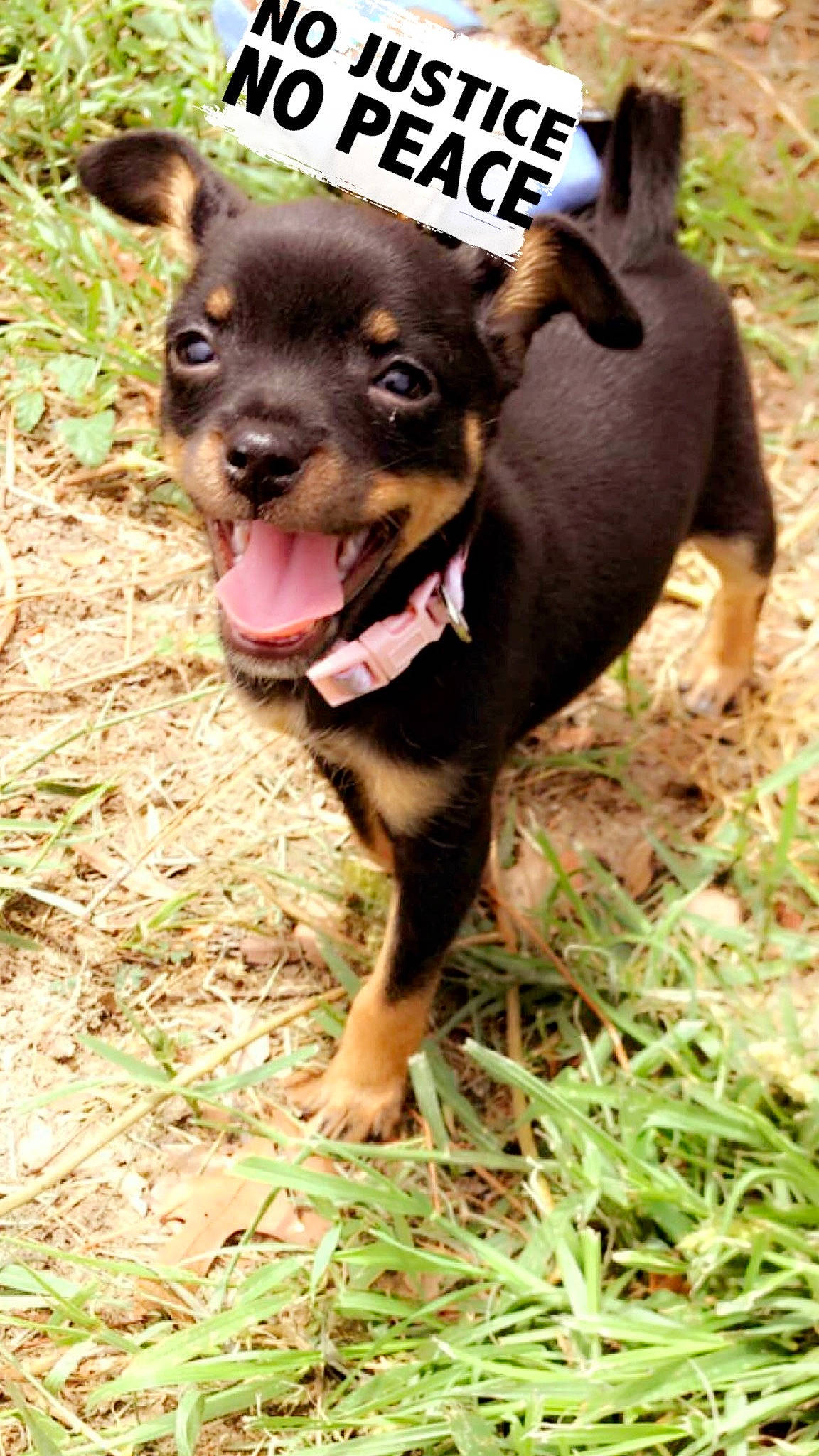 Remi is registered to the contest to win money with this photo: australian_kelpie, black_and_tan_terrier, canidae, carnivore, dog, dog_breed, english_toy_terrier, feist, german_pinscher, lancashire_heeler, mammal, miniature_pinscher, pinscher, prazsky_krysarik, puppy, rare_breed_dog, russkiy_toy, snout, toy_dog, vertebrate