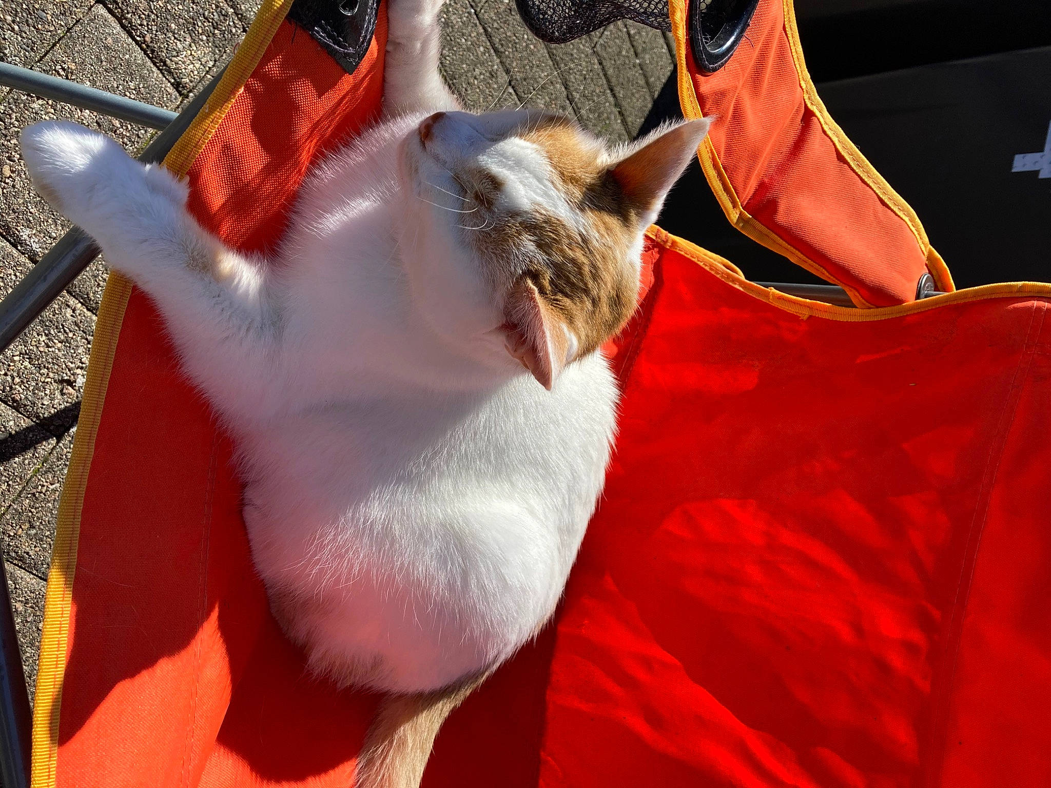 Harrison is registered to the contest to win money with this photo: carmine, carnivore, cat, claw, comfort, companion_dog, domestic_short_haired_cat, event, fashion_accessory, fawn, felidae, fur, grass, human_leg, orange, peach, red, small_to_medium_sized_cats, tail, whiskers