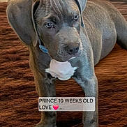 Prince joined the competition — help win amazing prizes! ai_generated, blue_eyes, carpet, cute, dog, floor, floppy_ears, gray_dog, home, indoor, lying_down, pet, portrait, puppy, short_coat, sitting, standing, text_overlay, weimaraner, white_chest