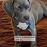 ai_generated, blue_eyes, carpet, cute, dog, floor, floppy_ears, gray_dog, home, indoor, lying_down, pet, portrait, puppy, short_coat, sitting, standing, text_overlay, weimaraner, white_chest