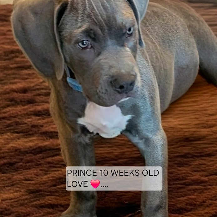 Prince