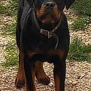 Aiko participe au concours pour gagner de l'argent avec cette photo : alert, animal, black, brown, canine, collar, daylight, dog, fur, grass, gravel, hedge, loyal, mammal, nature, outdoor, pet, portrait, rottweiler, standing
