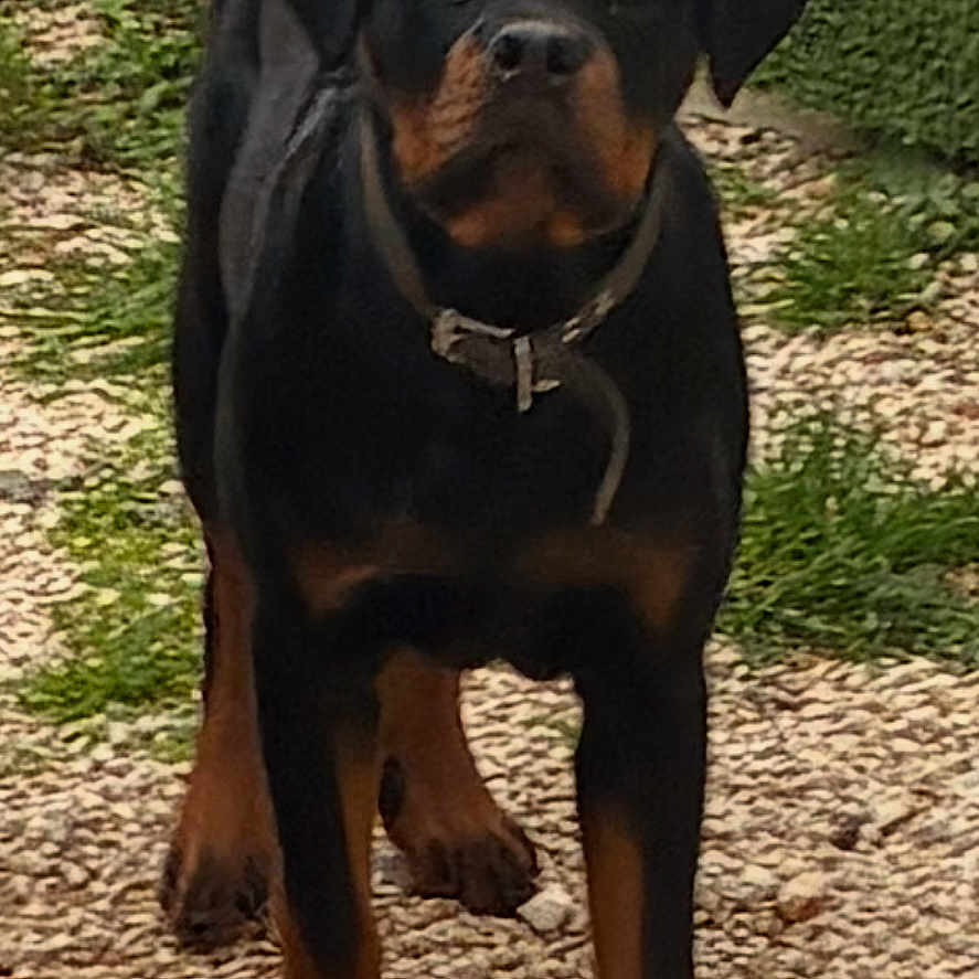 Aiko participe au concours pour gagner de l'argent avec cette photo : alert, animal, black, brown, canine, collar, daylight, dog, fur, grass, gravel, hedge, loyal, mammal, nature, outdoor, pet, portrait, rottweiler, standing