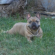 Bluie is registered to the contest to win money with this photo: dog, french_bulldog, pet, animal, outdoor, grass, garden, lying_down, sitting, portrait, wrinkles, ears, brown_coat, short_muzzle, black_nose, eyes, lawn, backyard, alert, companion_animal