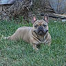dog, french_bulldog, pet, animal, outdoor, grass, garden, lying_down, sitting, portrait, wrinkles, ears, brown_coat, short_muzzle, black_nose, eyes, lawn, backyard, alert, companion_animal