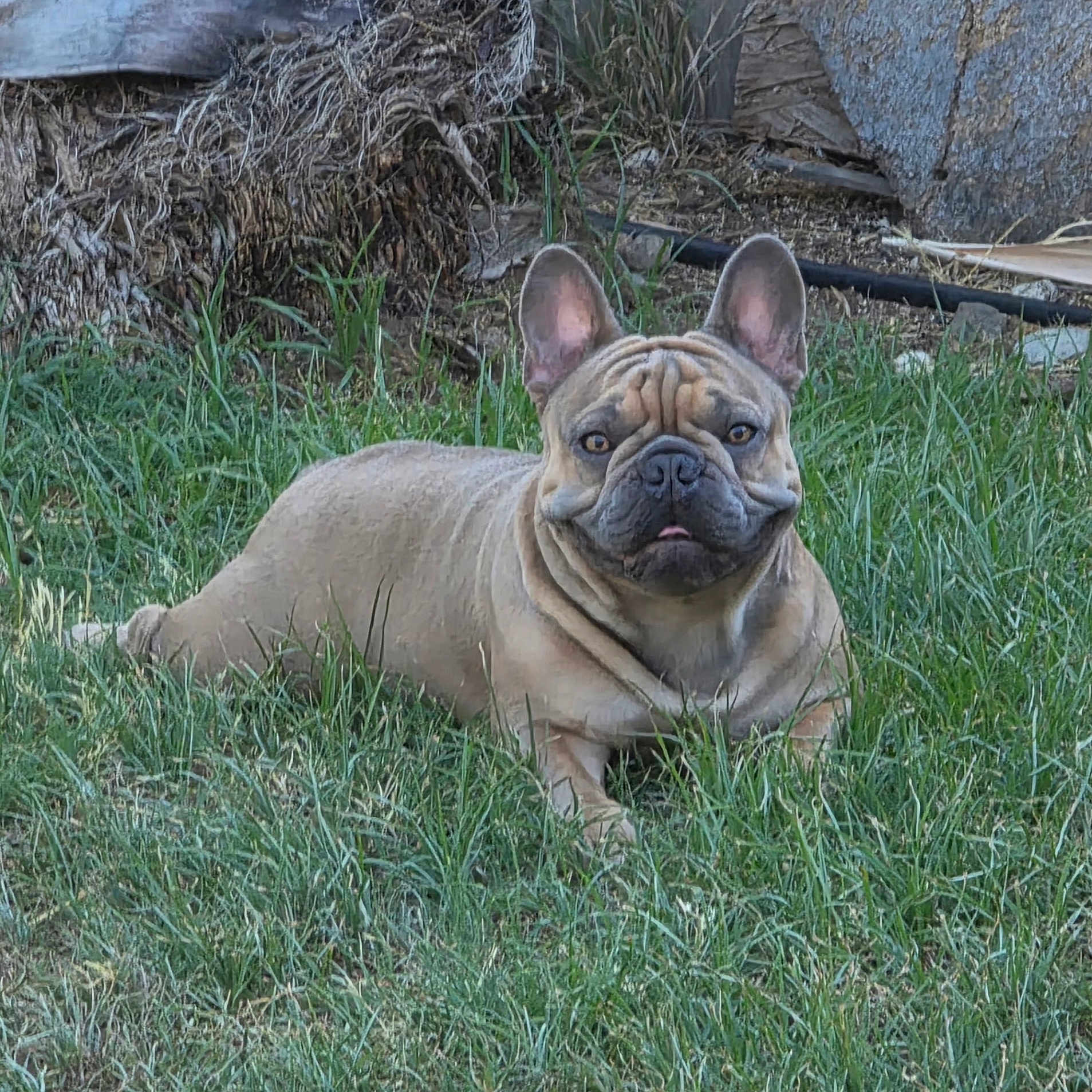 Bluie is registered to the contest to win money with this photo: dog, french_bulldog, pet, animal, outdoor, grass, garden, lying_down, sitting, portrait, wrinkles, ears, brown_coat, short_muzzle, black_nose, eyes, lawn, backyard, alert, companion_animal