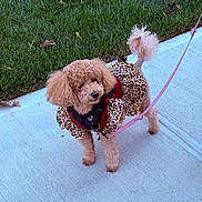 Jessica joined the competition — help win amazing prizes! dog, curly_hair, leopard_print, outfit, sidewalk, grass, leash, pet, animal, walking, fashion, cute, small_dog, poodle, fur, outdoor, standing, pink_leash, nature, daytime