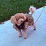 dog, curly_hair, leopard_print, outfit, sidewalk, grass, leash, pet, animal, walking, fashion, cute, small_dog, poodle, fur, outdoor, standing, pink_leash, nature, daytime