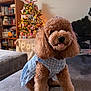 Jessica is registered to the contest to win money with this photo: dog, poodle, pet, animal, curly_fur, blue_dress, couch, indoor, christmas_tree, decorations, bookshelf, books, furniture, tongue_out, cute, cozy, living_room, holiday, warm_lighting, home