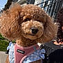 Jessica joined the competition — help win amazing prizes! dog, poodle, apricot, curly_fur, pet_harness, pink_harness, blue_clothing, outdoor, suburban, sidewalk, green_grass, tree, person_partial, curly_hair, sunny, daylight, closeup, pet, animal, portrait