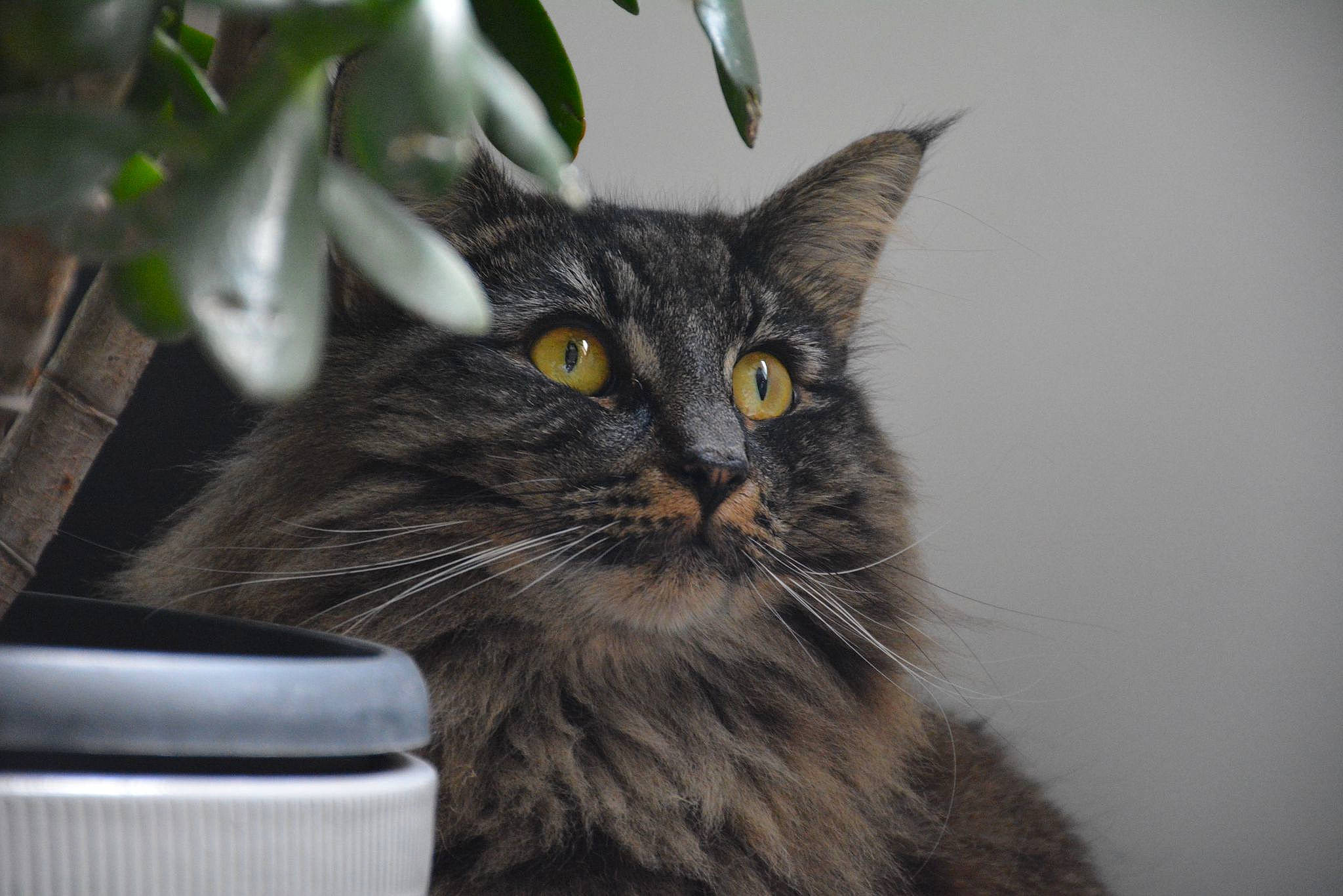 Soulmate participe au concours pour gagner de l'argent avec cette photo : black_cat, carnivore, cat, domestic_short_haired_cat, felidae, fur, plant, small_to_medium_sized_cats, snout, tree, whiskers, window