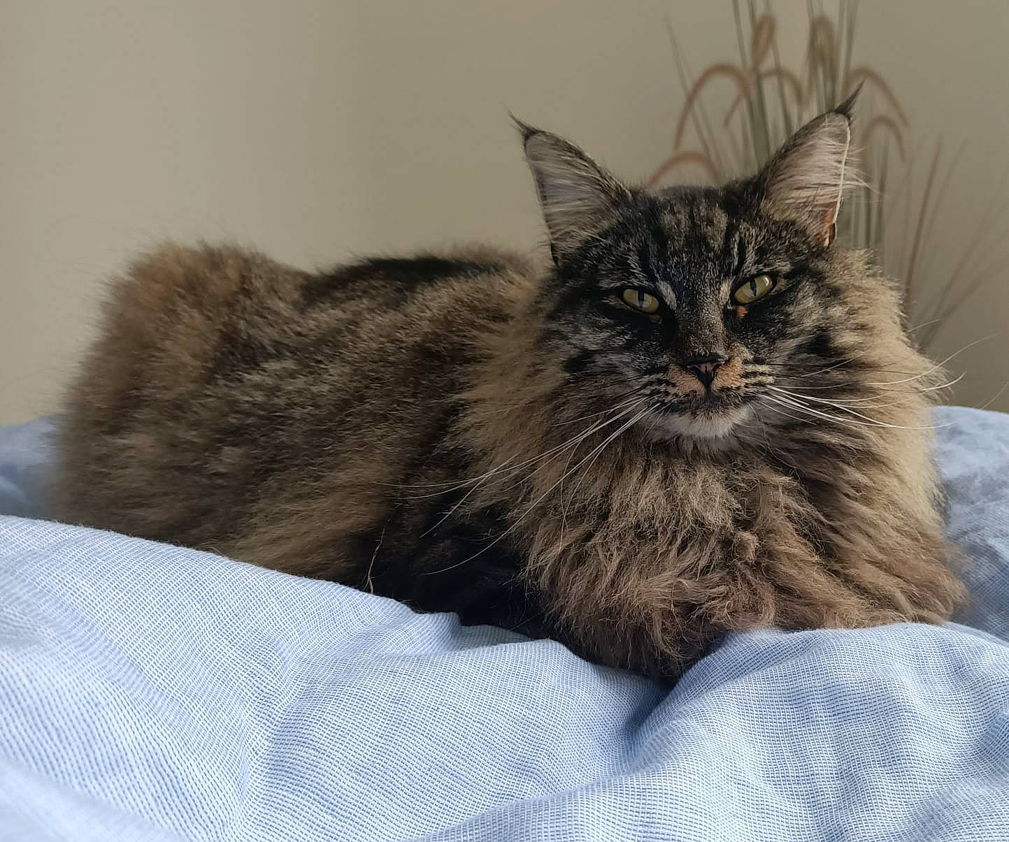 Soulmate a rejoint le concours — aidez-le/la à gagner de superbes lots ! bed, carnivore, cat, claw, comfort, domestic_short_haired_cat, felidae, fur, grey, maine_coon, nap, paw, sitting, sleep, small_to_medium_sized_cats, snout, terrestrial_animal, whiskers