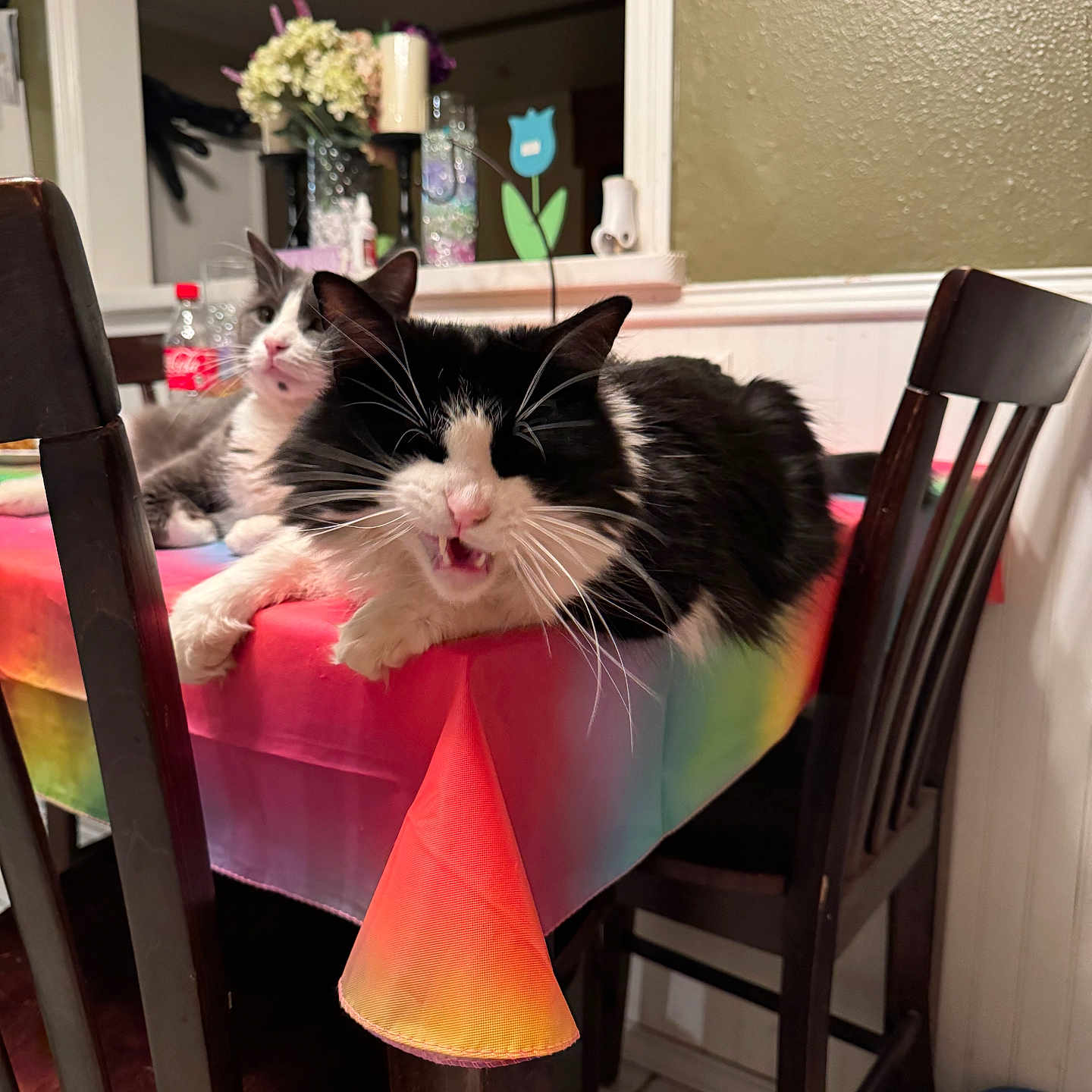 Chubby Noskiye is registered to the contest to win money with this photo: black_and_white_cat, cat, chair, decor, domestic_animal, feline, flower_vase, fur, gray_and_white_cat, indoor, kitchen, meowing, pet, rainbow, relaxed, table, tablecloth, whiskers, window, wooden_chair