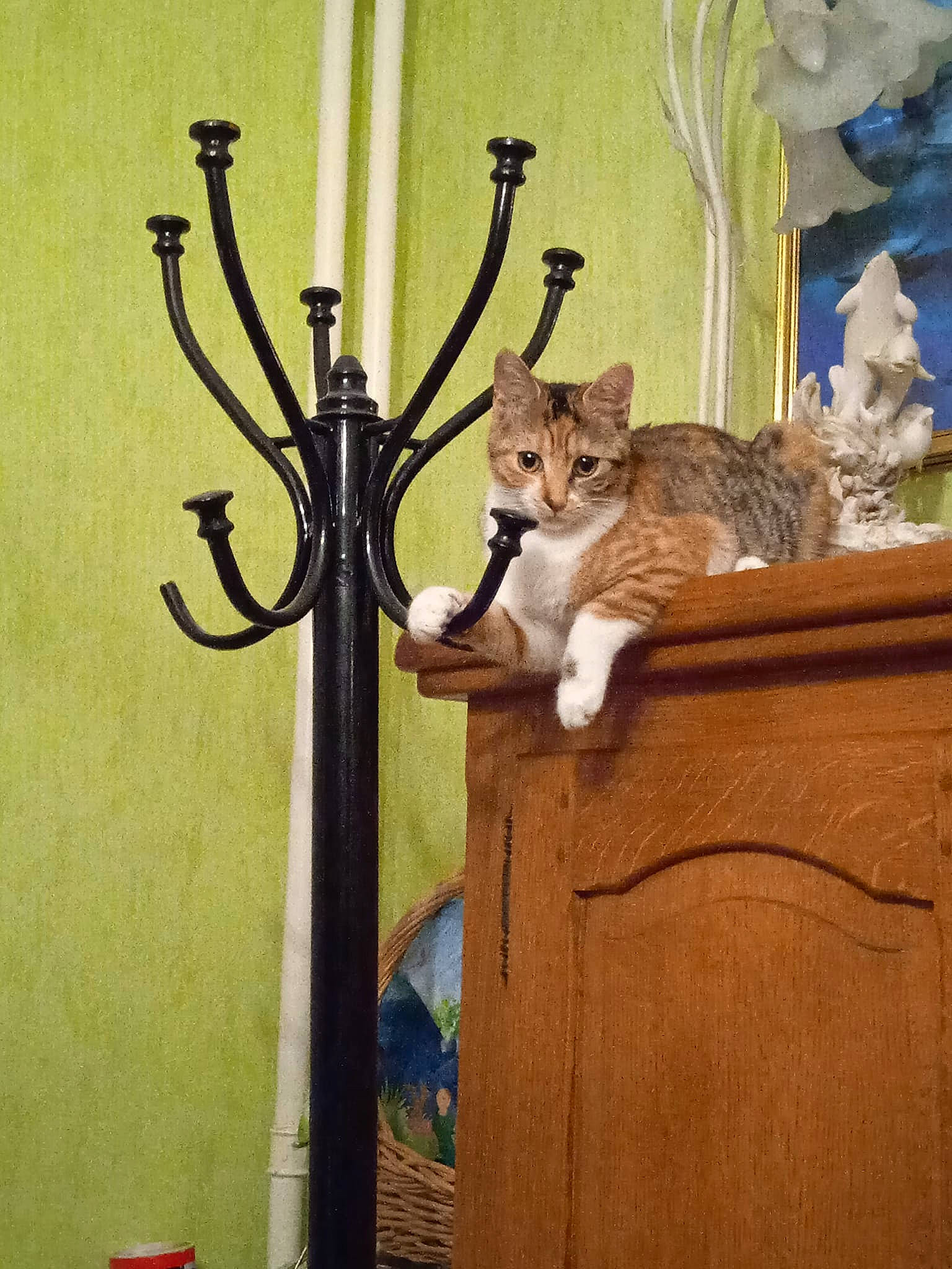 Frisquette a rejoint le concours — aidez-le/la à gagner de superbes lots ! art, bicycle_fork, bicycle_handlebar, carnivore, cat, domestic_short_haired_cat, door, fawn, felidae, fur, hardwood, metal, musical_instrument, plant, small_to_medium_sized_cats, street_light, tail, visual_arts, whiskers, wood