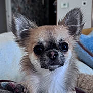 Gucci a rejoint le concours — aidez-le/la à gagner de superbes lots ! dog, small_dog, chihuahua, pet, animal, closeup, ears, fur, blanket, indoor, cozy, cute, face, nose, whiskers, expression, sitting, living_room, soft_lighting, domestic_animal