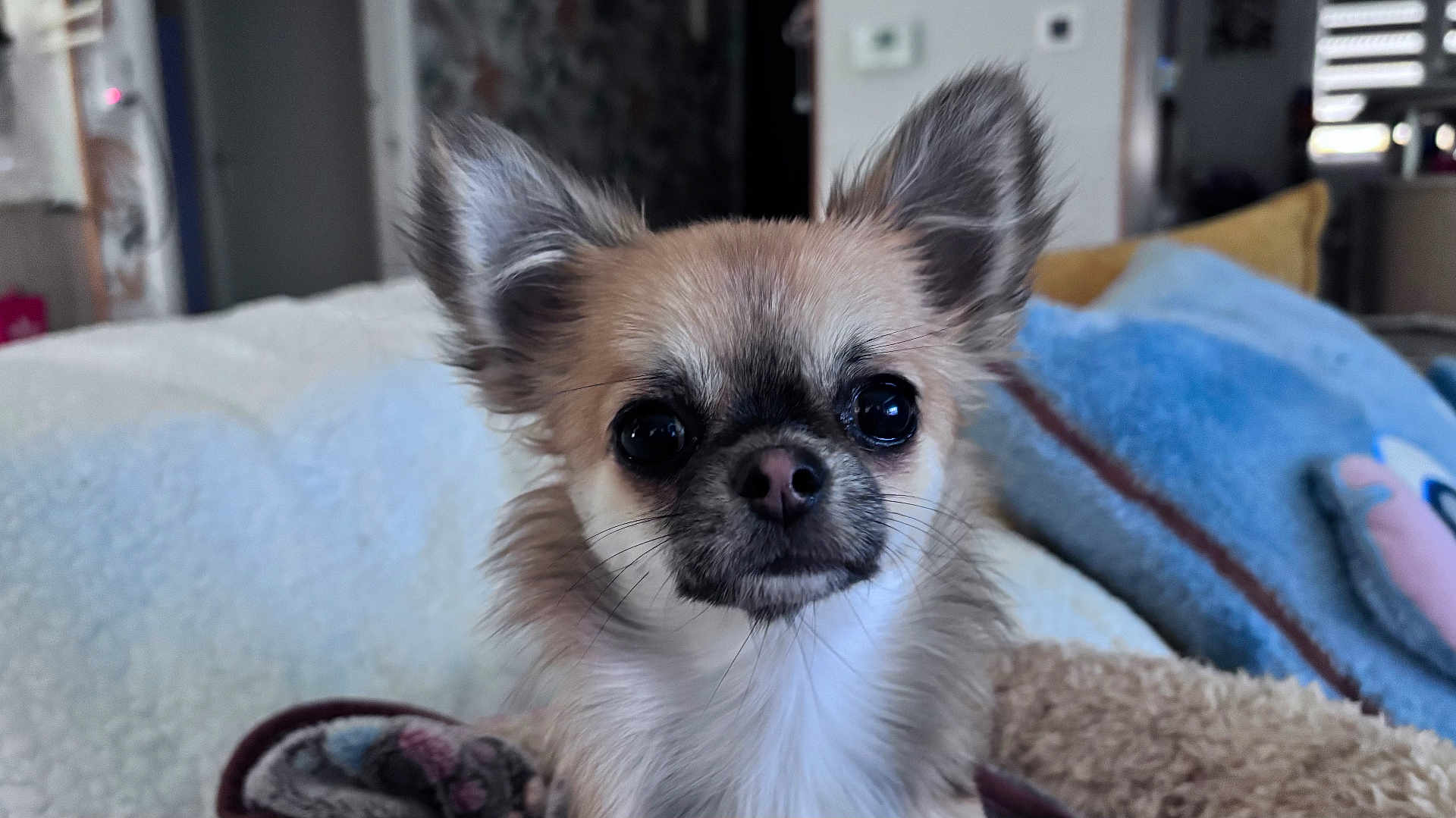 Gucci a rejoint le concours — aidez-le/la à gagner de superbes lots ! dog, small_dog, chihuahua, pet, animal, closeup, ears, fur, blanket, indoor, cozy, cute, face, nose, whiskers, expression, sitting, living_room, soft_lighting, domestic_animal