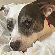 Whiskey joined the competition — help win amazing prizes! dog, close_up, resting, blanket, fur, collar, brown, white, pet, animal, face, snout, ears, lying_down, indoor, cozy, soft, calm, expression, portrait