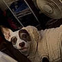 Whiskey is registered to the contest to win money with this photo: dog, pet, indoor, clothing, sweater, fan, shelf, curious, brown_and_white, animal, cozy, home, furniture, ear_up, looking_up, floor, blanket, room, domestic, cute