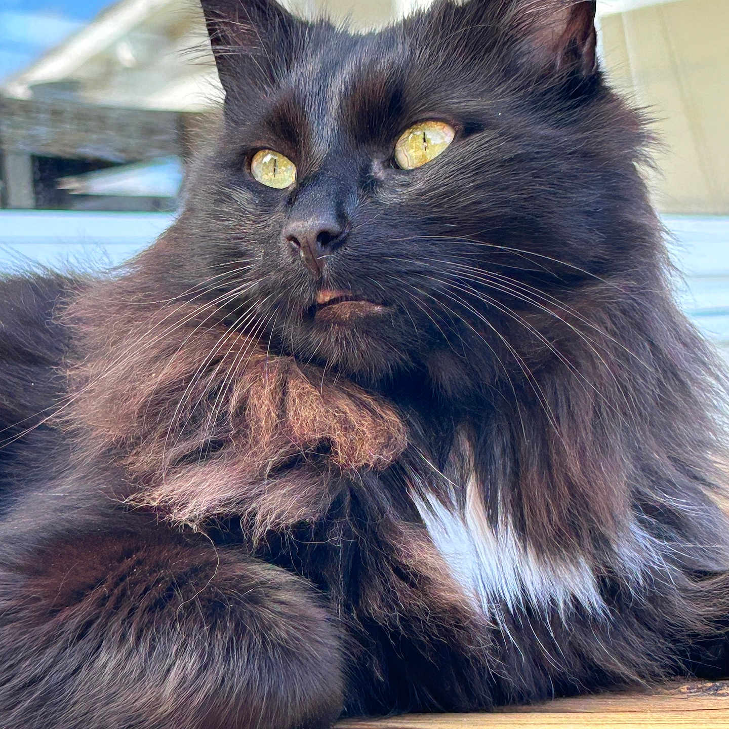 Marcel a rejoint le concours — aidez-le/la à gagner de superbes lots ! abyssinian, angora, animal, blackcat, cat, hardwood, kitten, manx, pet, plywood, wood